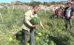 Aydın’da Karpuz Üreticileri Fiyatlardan Memnun Değil